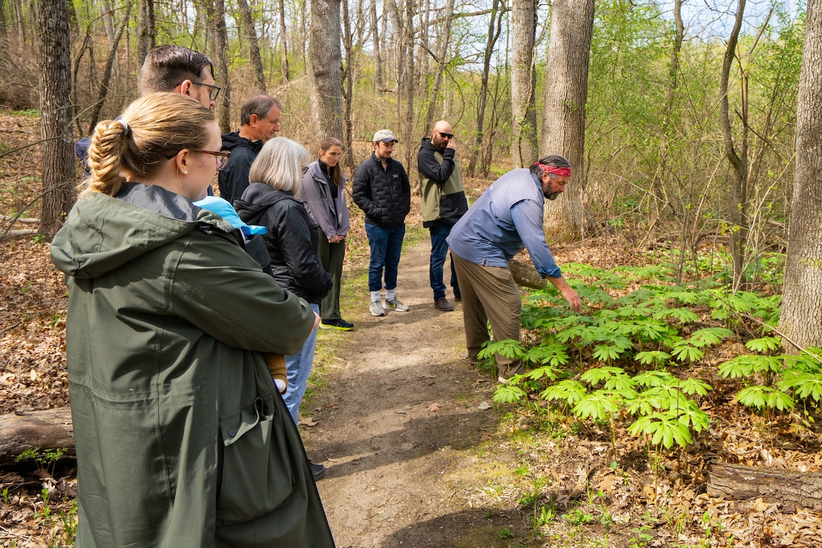 Forage mushrooms and identify local plants