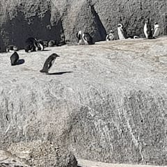 Explora la montaña de la Mesa y Cape Point