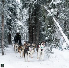 黄金狗拉雪橇之旅