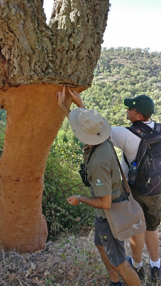 コルクの木が育つ土地を散策