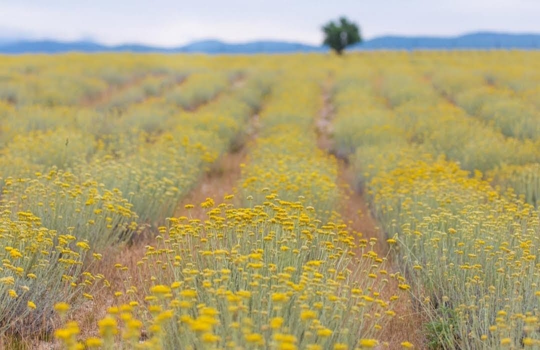穿越 Immortelle 农场之旅