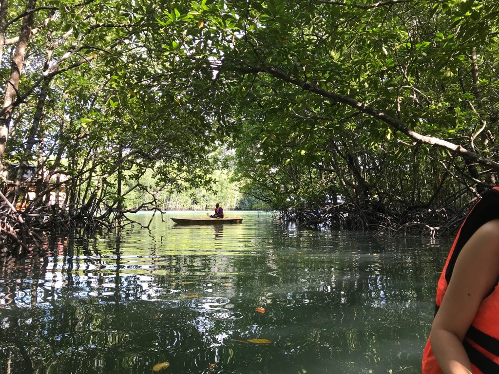 Kayak into the mangrove wilderness