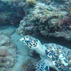 体验水肺潜水探险