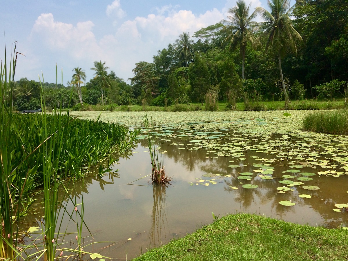 Explore Pulau Ubins tropical nature and kampong