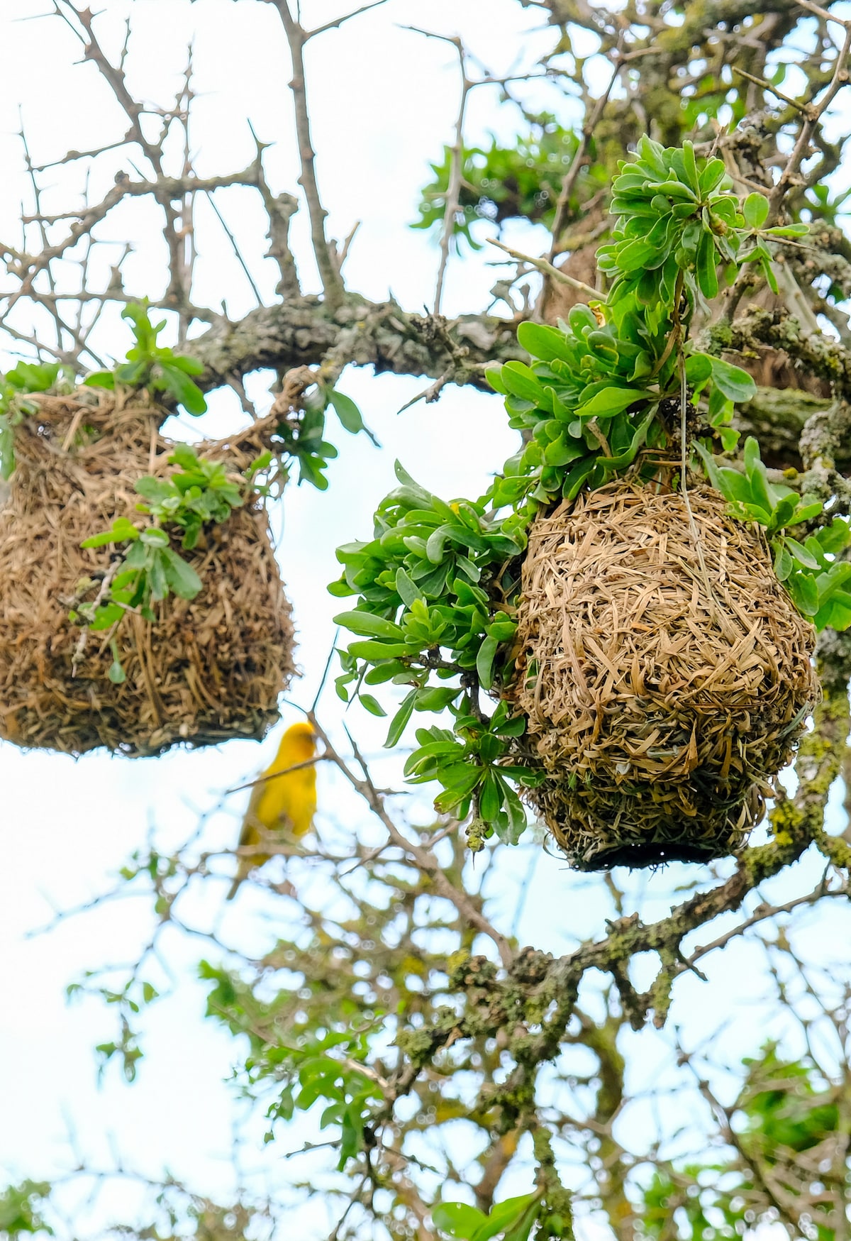 Go birding in Cape Town with Naturalists