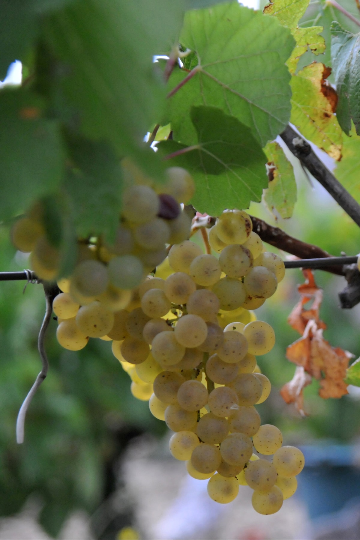 Sensory Journey to the Heart of Authentic Wines