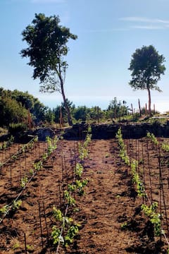 BachYard, концерт во лозјето