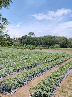 街头美食探索之旅