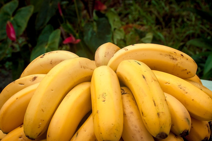 Eco banana farm tour · ☆4.91