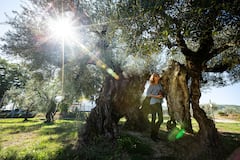 סיור וטעימות בשמן הזית של זהב יאנוס