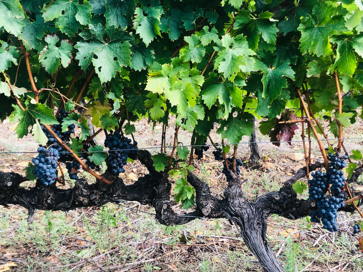 Опитайте най - добрите вина на Stellenbosch