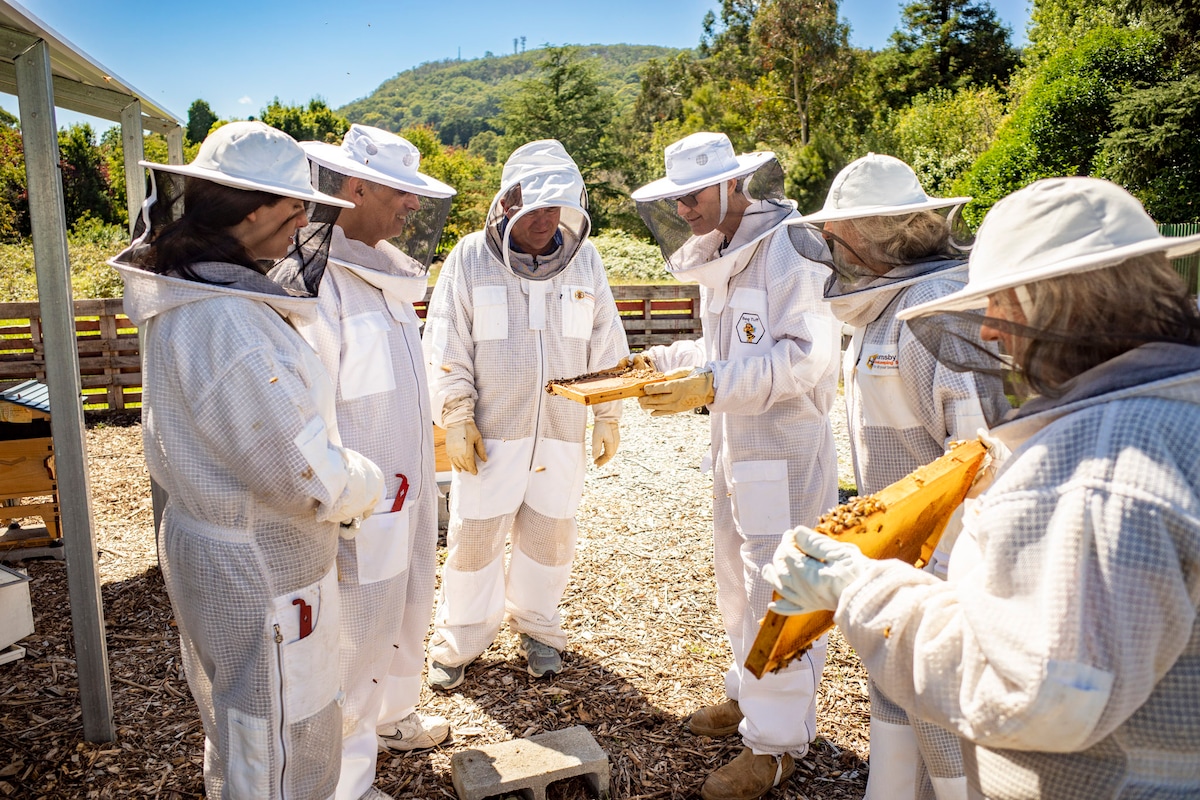 AirBeenBee - open a hive, taste honey, morning tea