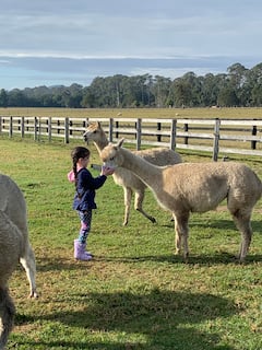 Alimenta y conoce a las alpacas en una granja de la costa central