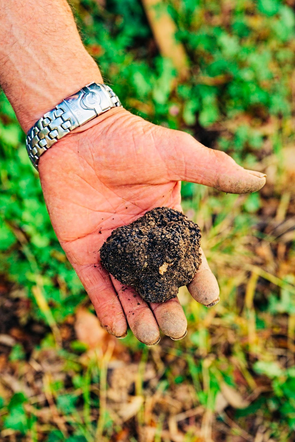 Hunt for truffles in the Tuscan woods