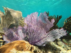 珊瑚礁浮潜和海滩俱乐部美食之旅