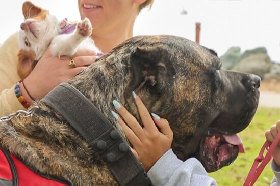 Walk rescue dogs by the bay · ★4.94