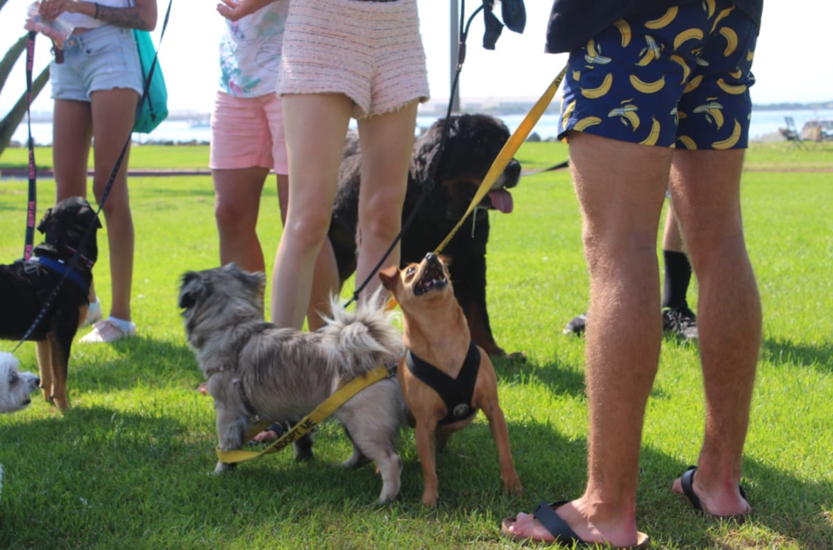 Walk rescue dogs by the bay · ★4.94