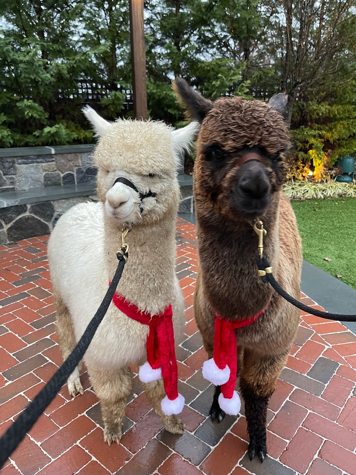 Amazing alpaca walking tour · ☆4.99