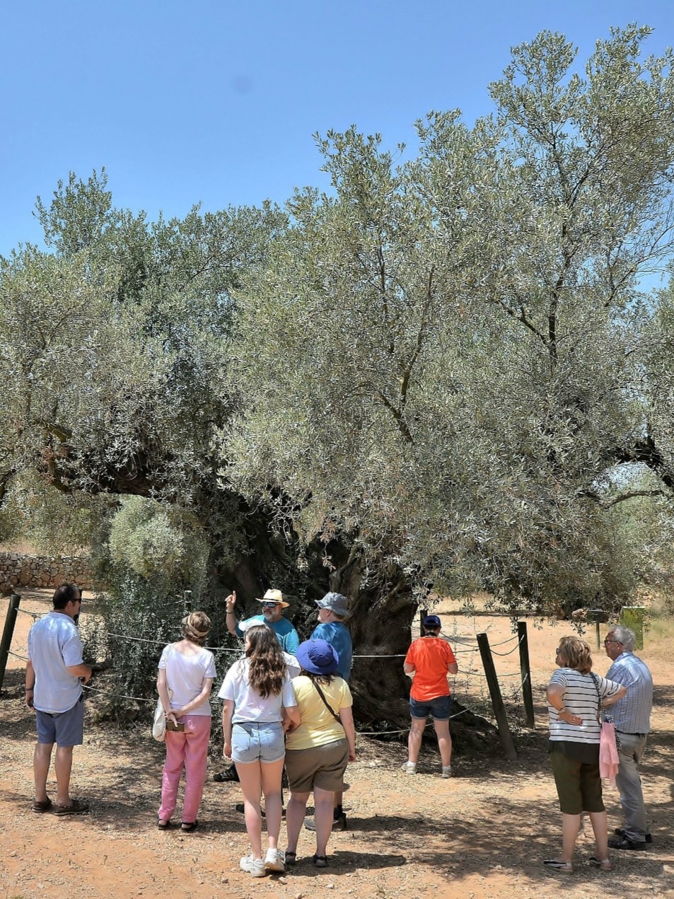 לחקור את שמן הזית בהשראה רומית