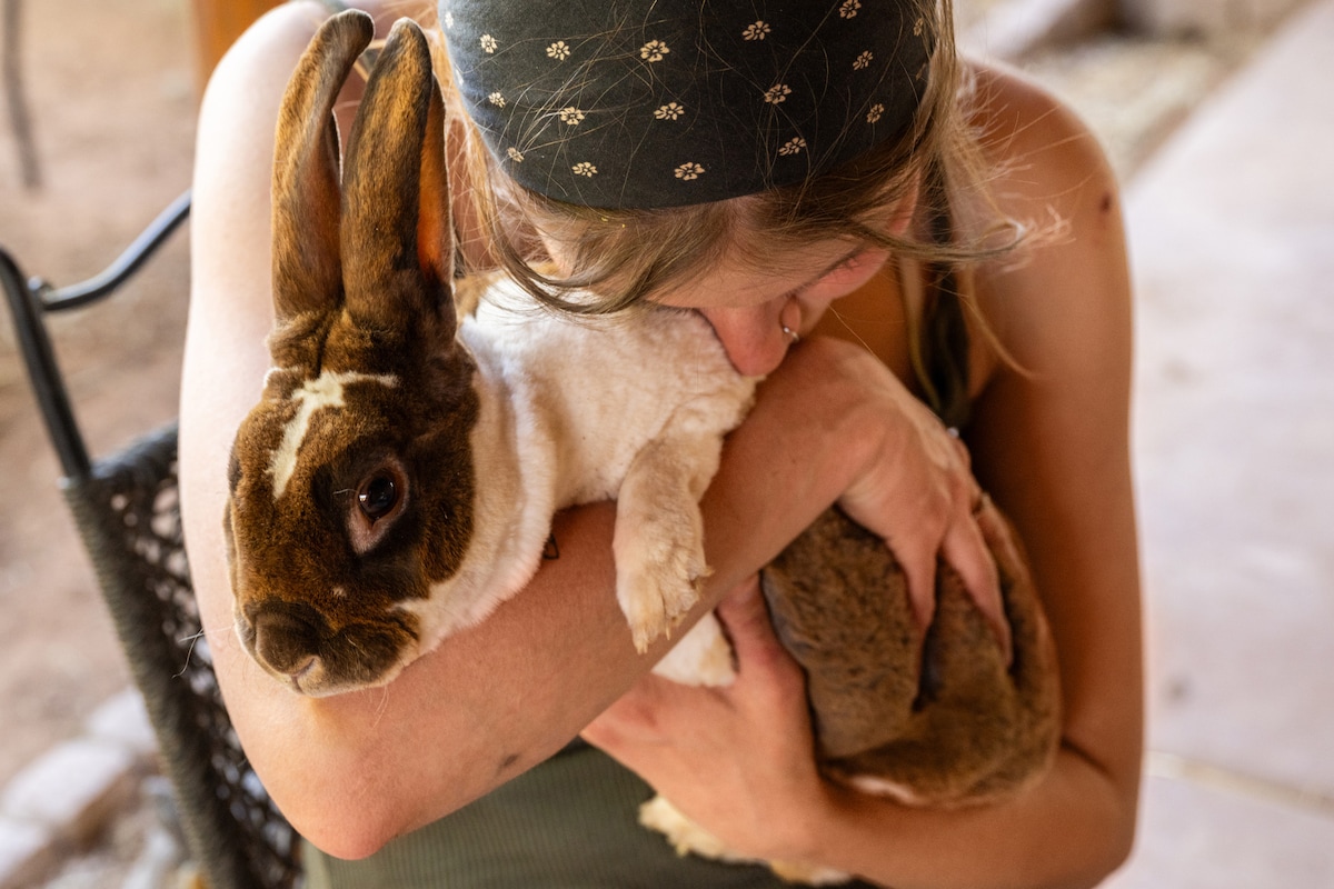 Cuddles and animal therapy at a petting farm