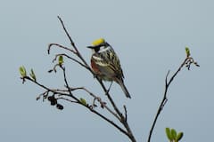 Observa aves en el valle del monte Washington