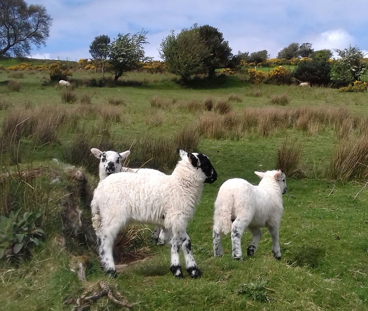 Shepherds Farm Walk Dingle Peninsula