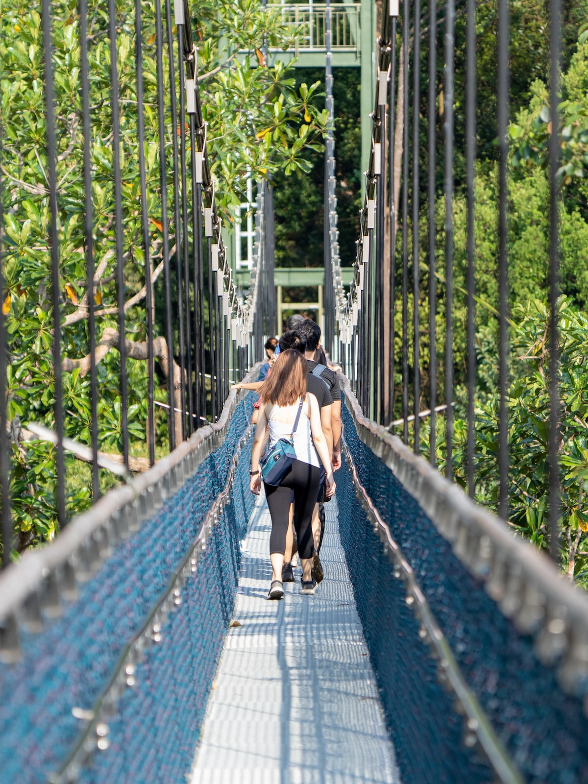 Explore Macritchie Treetop Walk