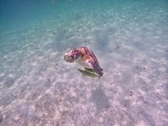 צלילה עם שנורקל ו-GoPro עם צבים באקומל