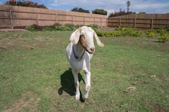 Conoce a los adorables animales de Zen Farms
