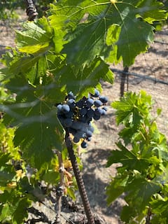 Taste wines and charcuterie in a vineyard