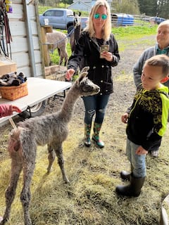 Walk and meet llamas at K-Llama