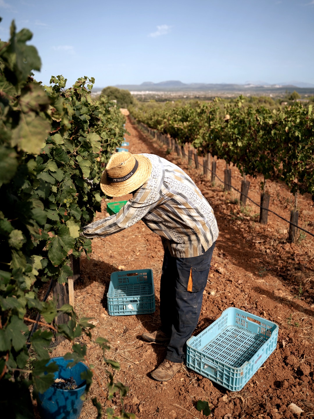 Wine Tour and Tasting in Dalt Turó - Mallorca