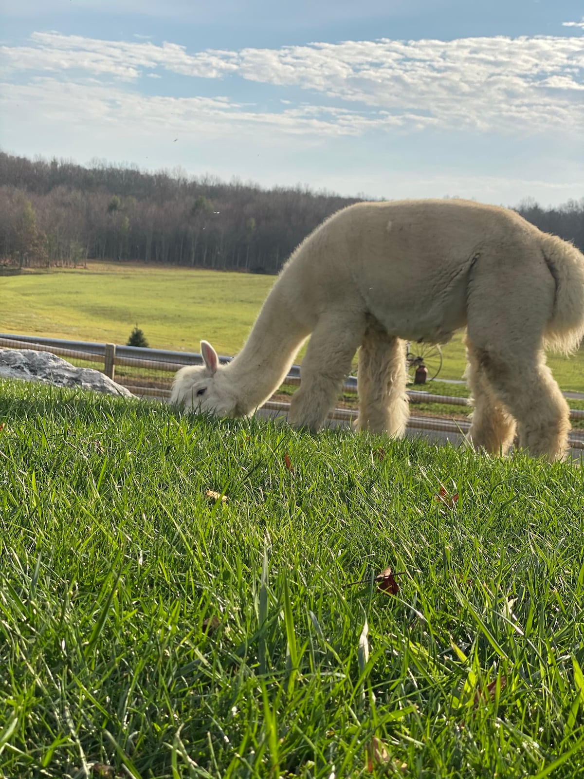 Feed alpacas, goats, bunnies on a family farm
