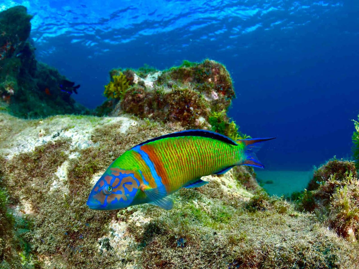 Try Diving in Playa Chicas crystal clear waters