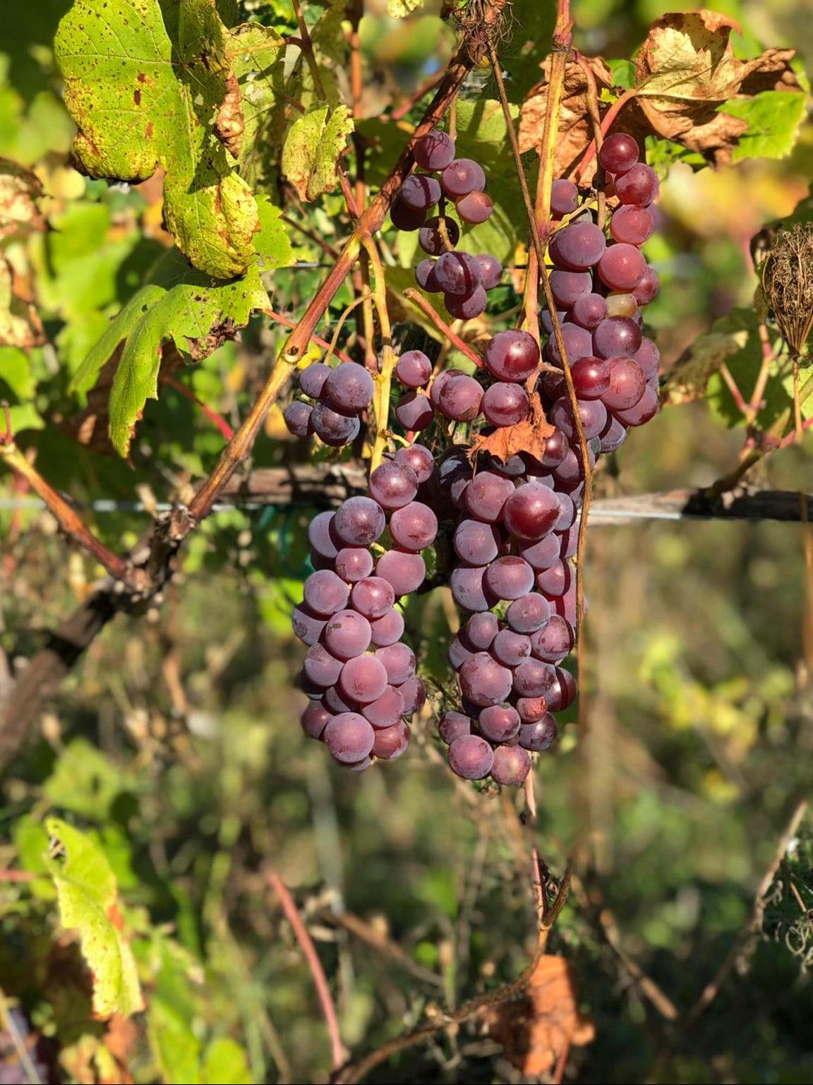 Erlebe Leelanaus einzigen Bio-Weinberg