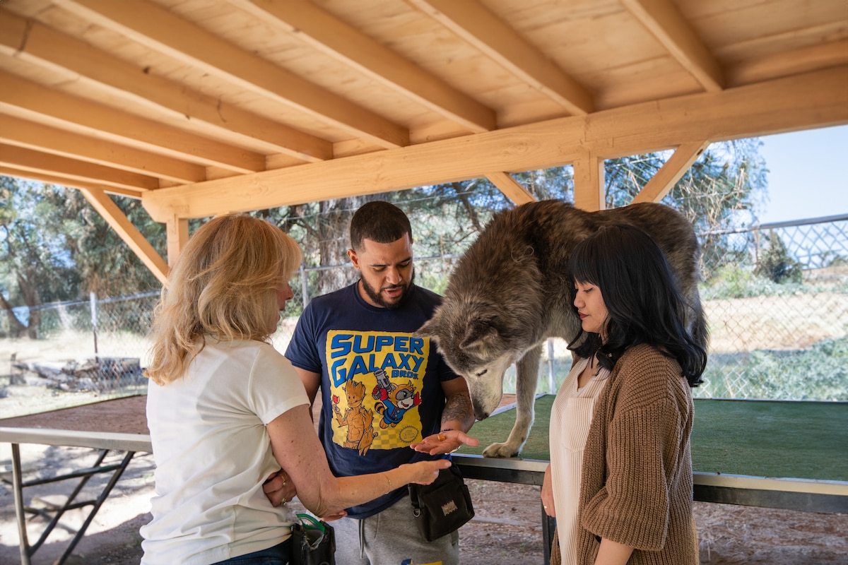 Meet wolfdogs in Angeles Crest