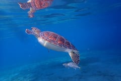 与绿海龟一起畅泳