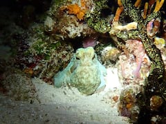 Нощно гмуркане с шнорхел и откриване на октоподи с морски скутери