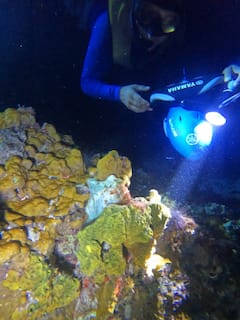 Нощно гмуркане с шнорхел и откриване на октоподи с морски скутери