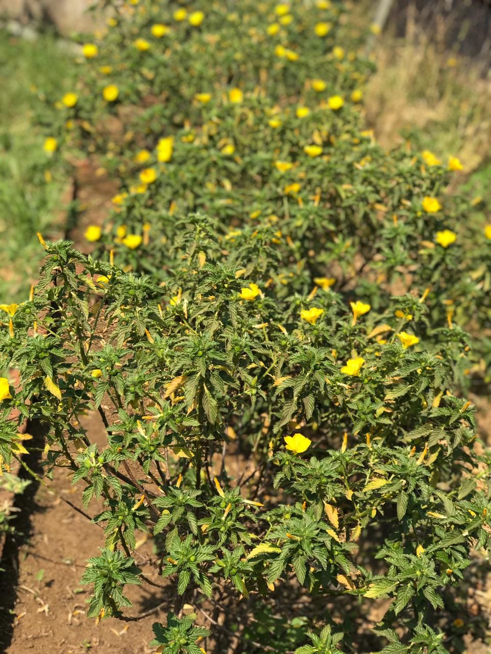 Visit a macadamia and coffee plantation