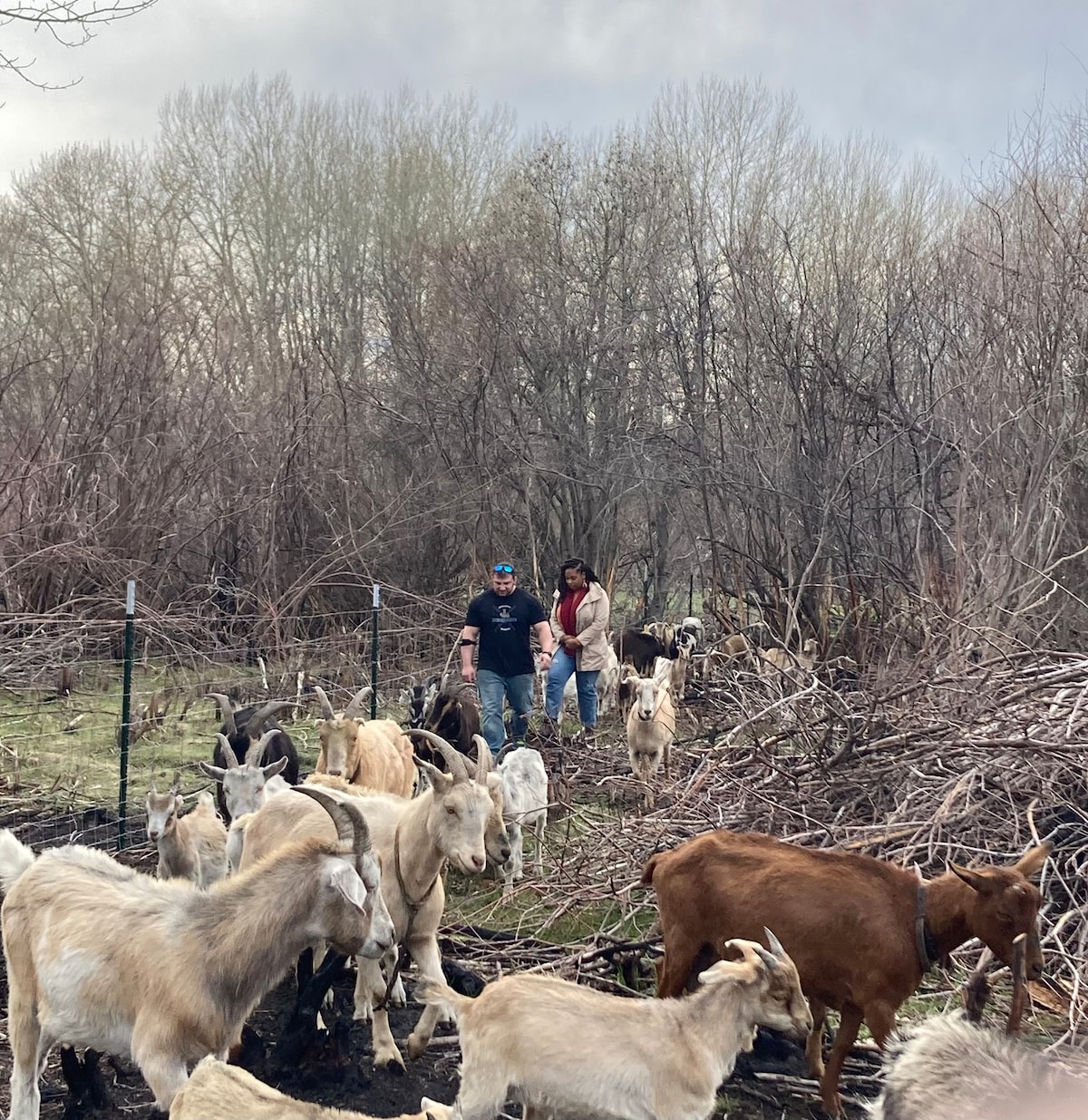 Explore the goat farm, with sheep, ducks and geese