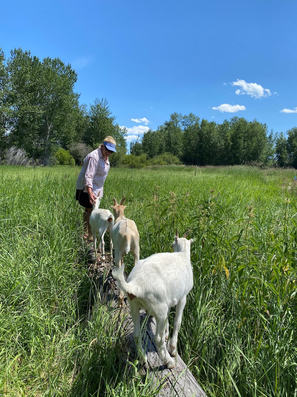 Explore the goat farm, with sheep, ducks and geese