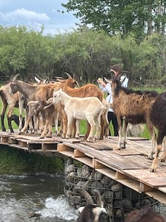 Explore the goat farm, with sheep, ducks and geese