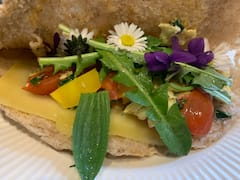 Foraging walk for beginners & taste wild foods