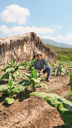 在冈萨雷斯别墅了解烟草的加工过程