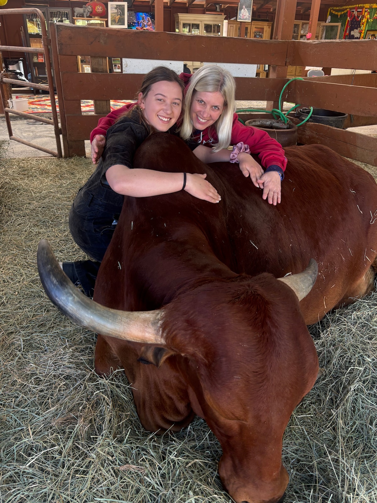 Cow Cuddling Therapy