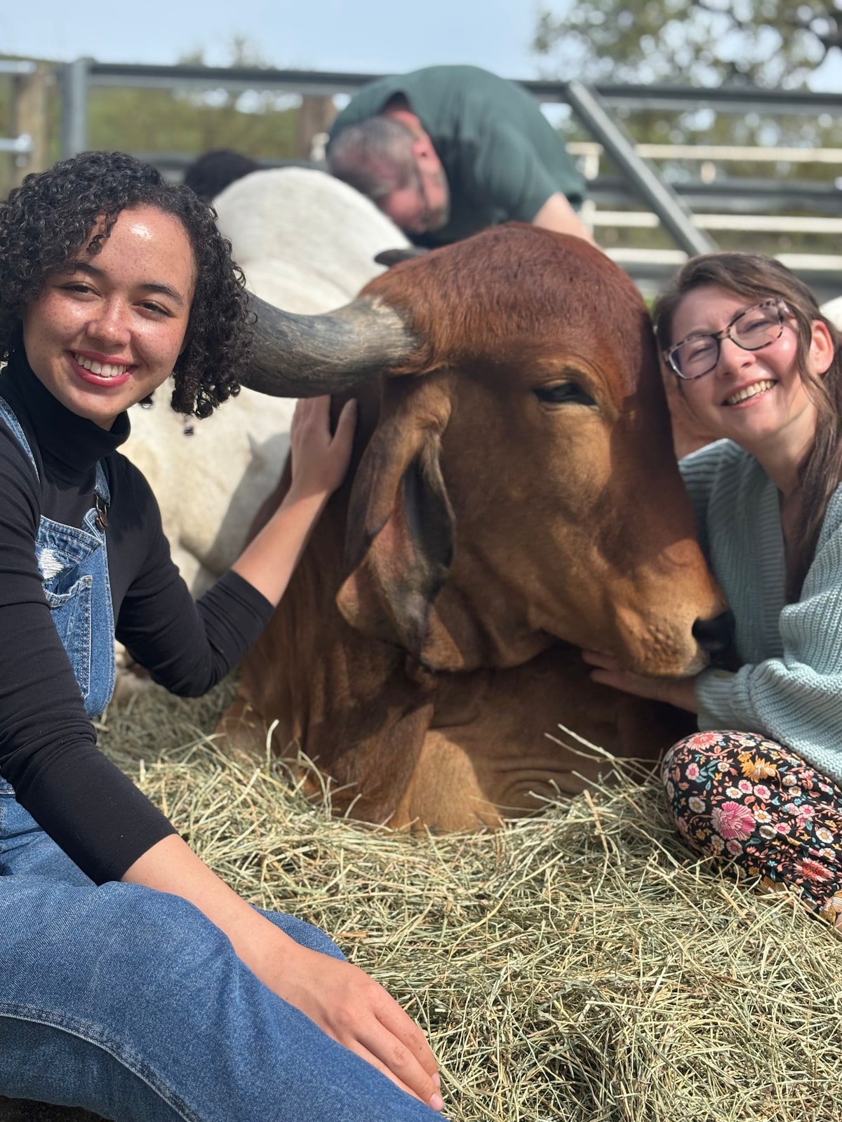 Cow Cuddling Therapy · ★4,98