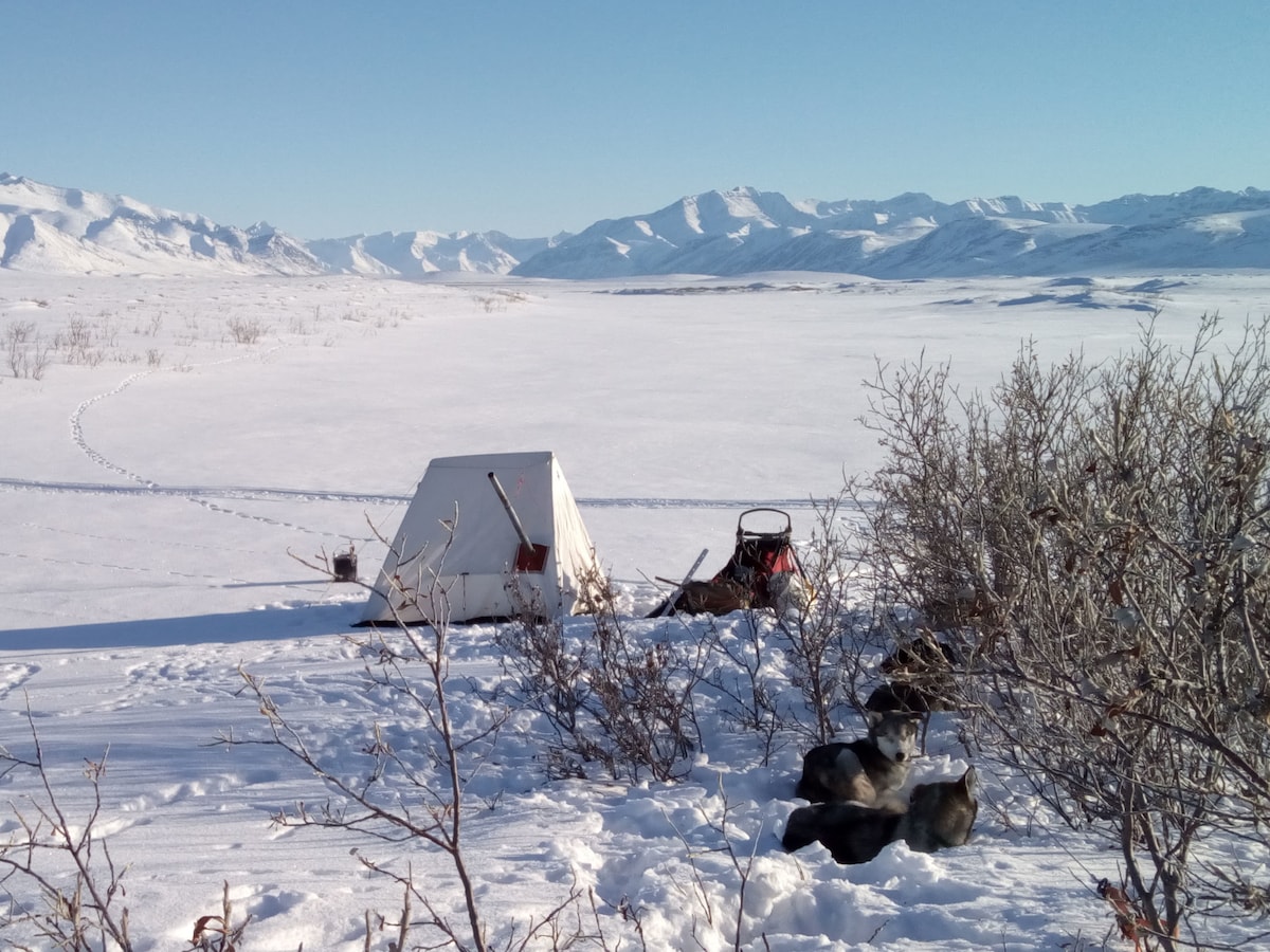 Explore off-grid homestead life with sled dogs