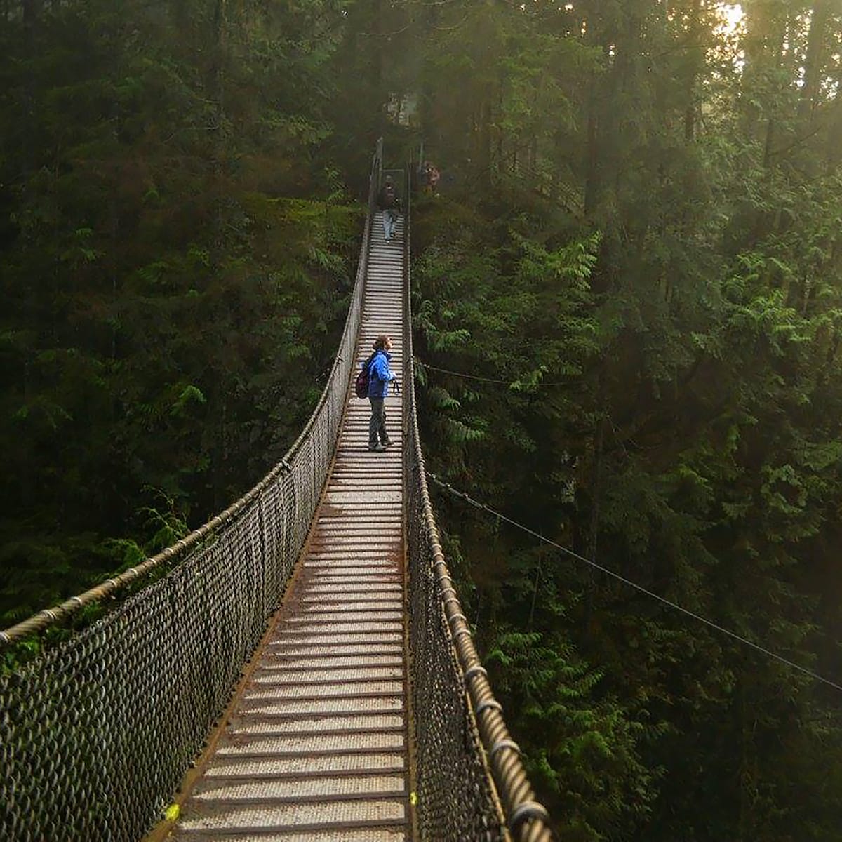 Rainforest Walk with Photography