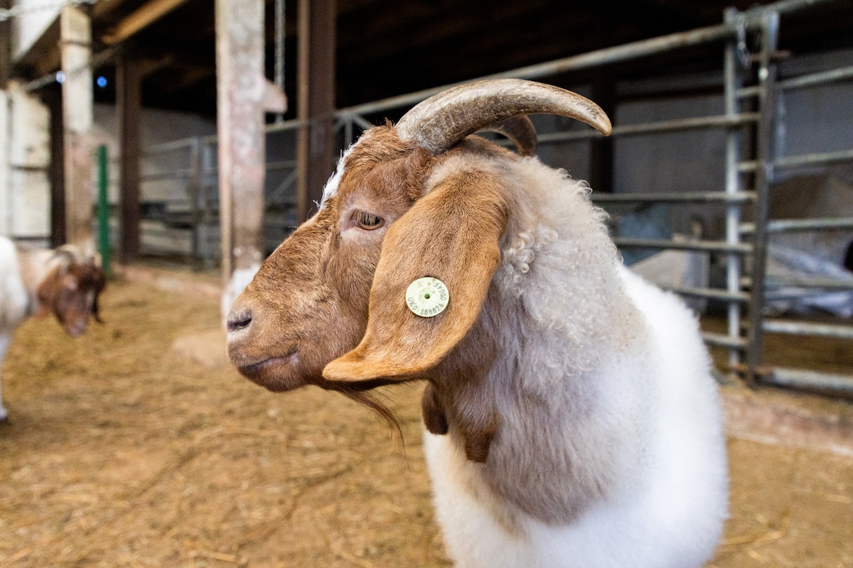 Goat hang out chill and brews · ☆4.99